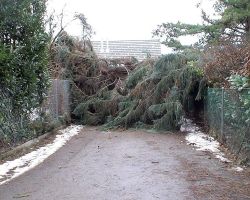 2. Grosse standhafte Bäume vermochten dem starken Sturm nicht zu trotzen