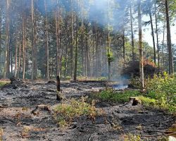 04. Der Waldboden wurde nach unterirdischen Brandausbreitungen untersucht